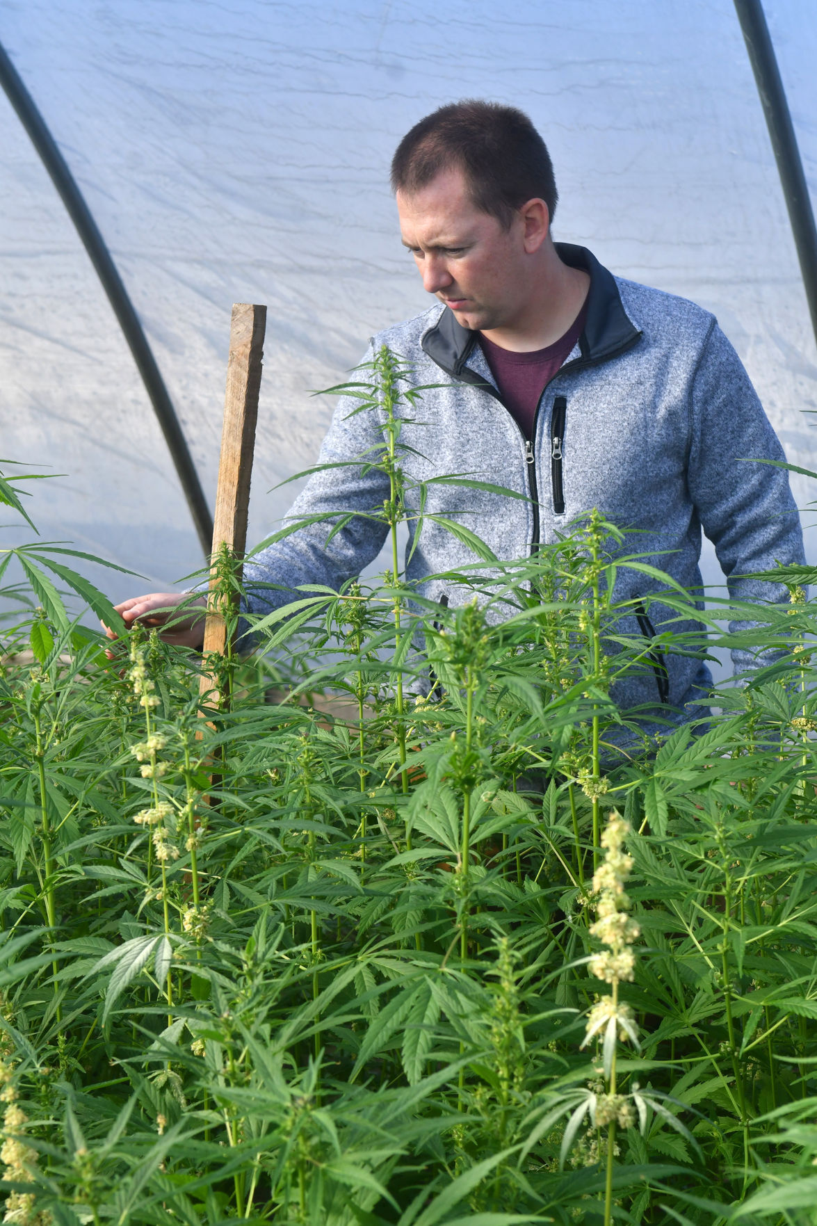 120520-qc-nws-hemp-074